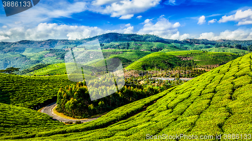 Image of Green tea plantations in Munnar, Kerala, India