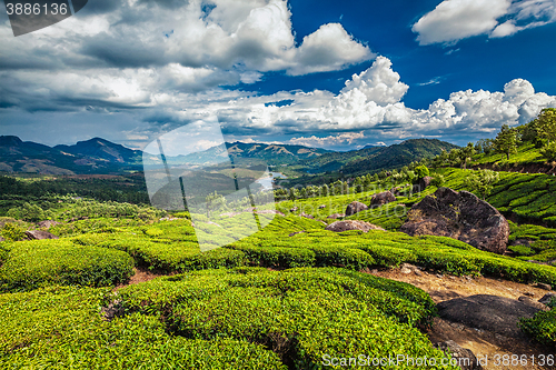 Image of Tea plantations and river in hills,  Kerala, India