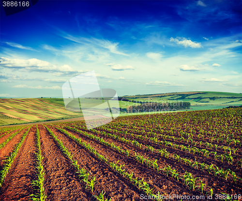 Image of Rolling fields of Moravia