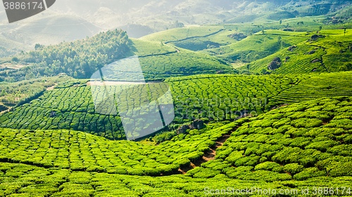 Image of Green tea plantations in Munnar, Kerala, India