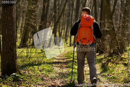 Image of Male hiker looking to the side walking in forest