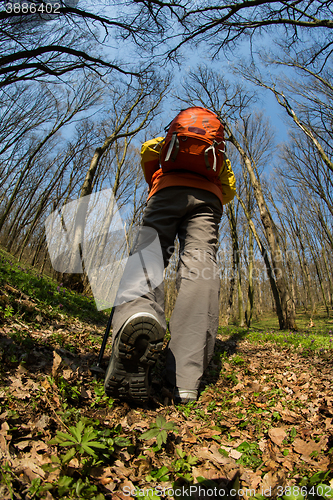 Image of Male hiker looking to the side walking in forest