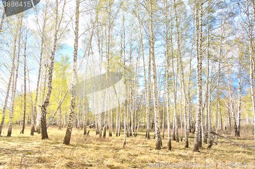 Image of spring birch forest