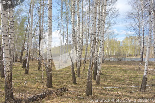Image of spring birch forest