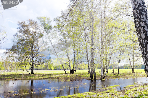 Image of spring birch forest