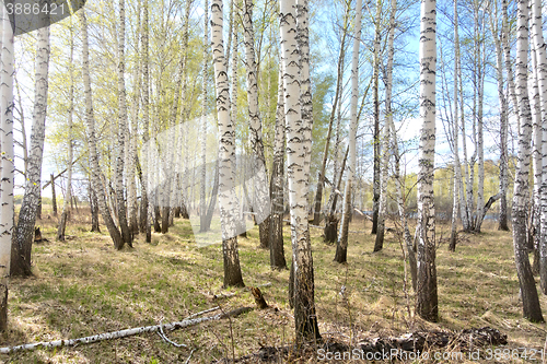 Image of spring birch forest