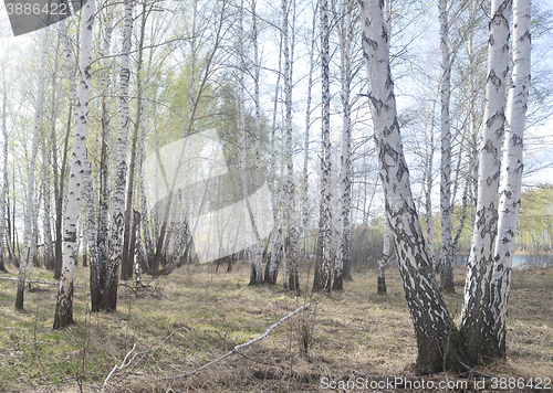 Image of spring birch forest