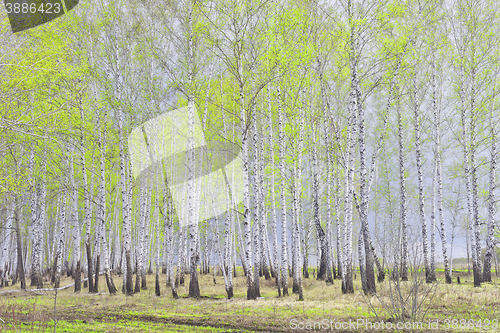 Image of spring birch forest