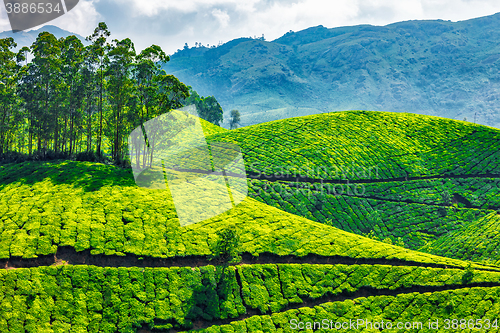 Image of Tea plantations