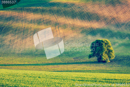 Image of Lonely tree in olling fields