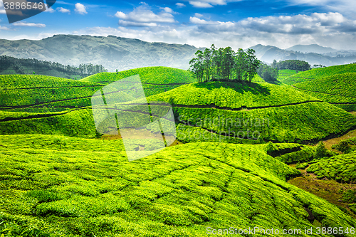 Image of Green tea plantations in India