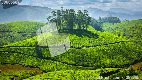 Image of Green tea plantations in India