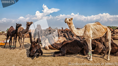 Image of Camels at Pushkar Mela Camel Fair,  India