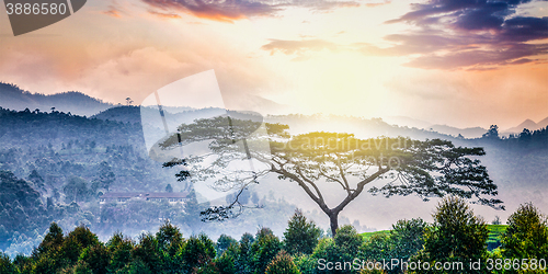 Image of Lonely tree on sunrise in hills