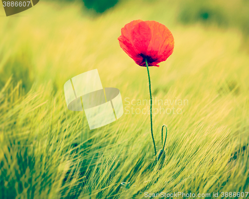 Image of Red poppy in field