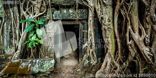 Image of Ancient stone door and tree roots, Ta Prohm temple