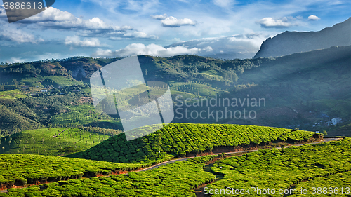 Image of Green tea plantations in India