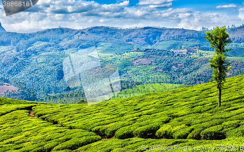 Image of Green tea plantations in Munnar, Kerala, India