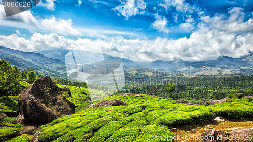 Image of Green tea plantations