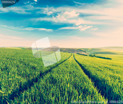 Image of Green fields of Moravia