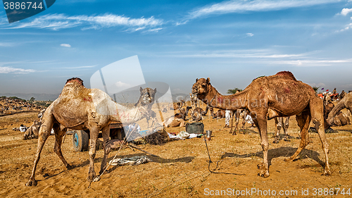 Image of Camels at Pushkar Mela Camel Fair,  India