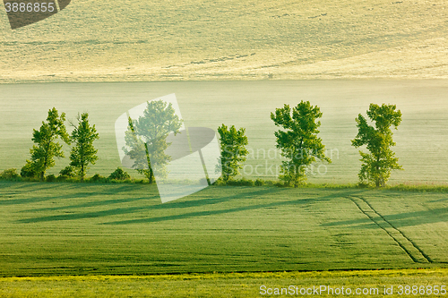 Image of Moravian rolling landscape with trees in morning