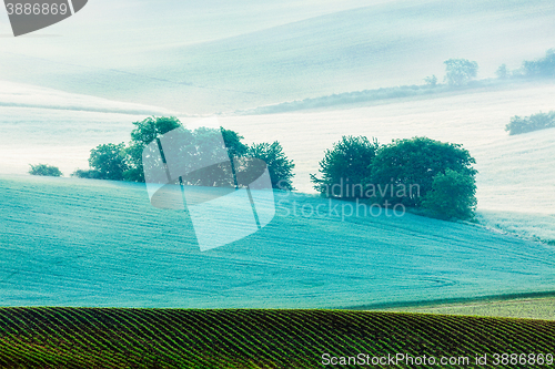 Image of Rolling landscape of  South Moravia in the morning