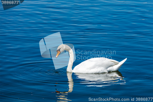 Image of Mute Swan Cygnus olor in lake