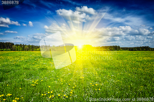 Image of Summer meadow