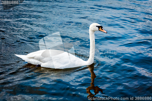 Image of Mute Swan Cygnus olor in lake