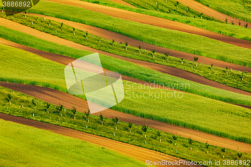 Image of Striped fields of South Moravia