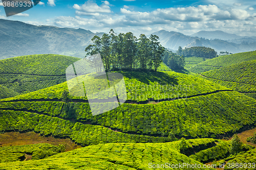 Image of Tea plantations