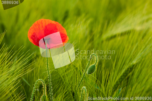 Image of Red poppy in field