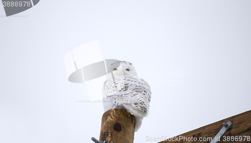 Image of Snowy Owl on Fence Post