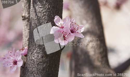 Image of Abstract spring forest