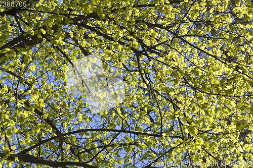 Image of Abstract summer background