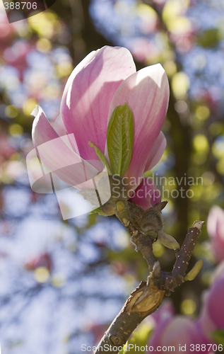 Image of Magnolia