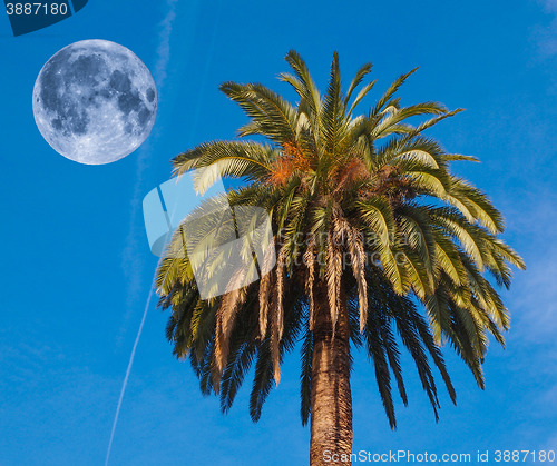 Image of Palm tree and moon