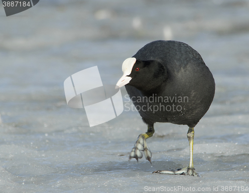 Image of Common Coot on the ice