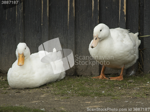 Image of Ducks