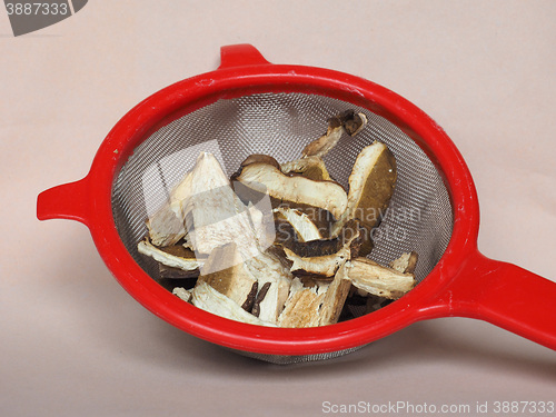 Image of Porcini mushroom in colander