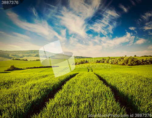 Image of Green fields of Moravia