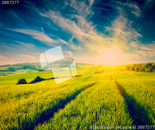 Image of Sunset in field