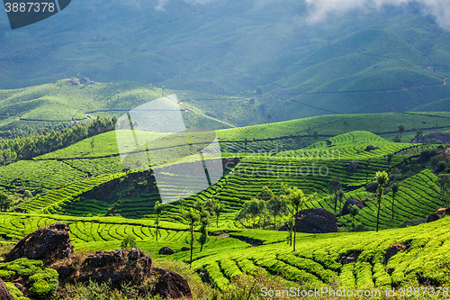 Image of Tea plantations in Kerala, India