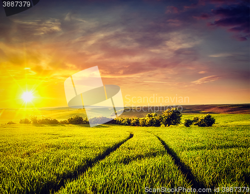 Image of Sunset in field