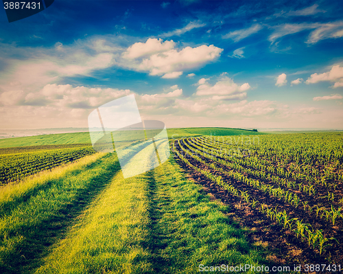 Image of Rolling fields of Moravia