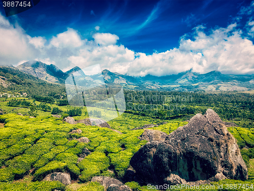 Image of Tea plantations. Munnar, Kerala