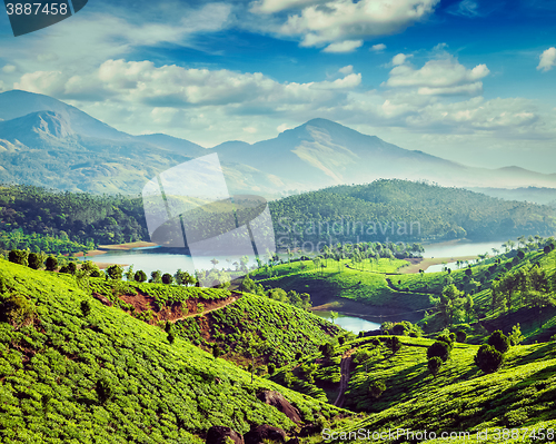 Image of Tea plantations and river in hills near Munnar, Kerala, India