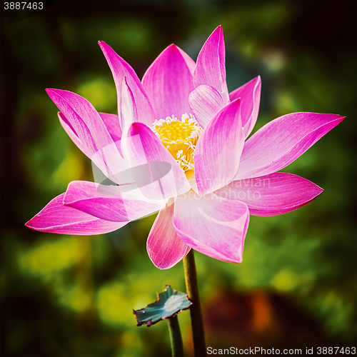 Image of Lotus close up