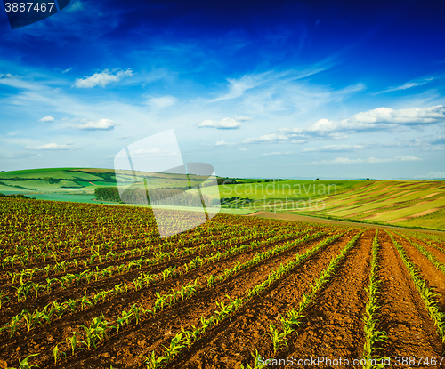 Image of Rolling fields of Moravia